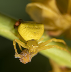 Thomisus onustus