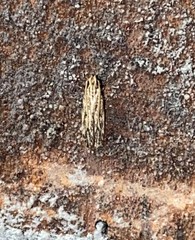 Spinitibia hodgesi