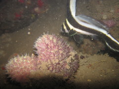 Eques punctatus