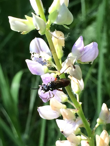 iNaturalist observation photo of Tenthredininae