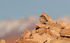 Oenanthe moesta