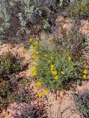 Osteospermum karrooicum