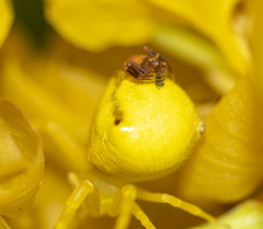 Thomisus onustus