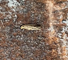 Spinitibia hodgesi