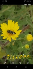 Acmaeodera macra