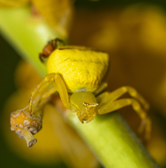 Thomisus onustus