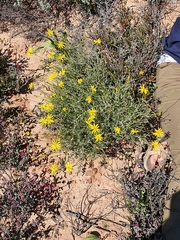 Osteospermum karrooicum
