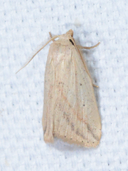 Amolita obliqua