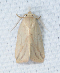 Amolita obliqua