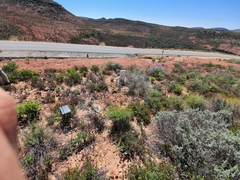 Osteospermum karrooicum