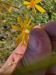 Osteospermum karrooicum