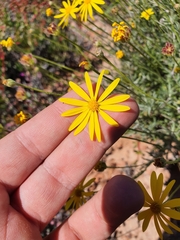 Osteospermum karrooicum