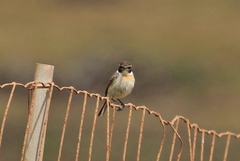 Saxicola dacotiae