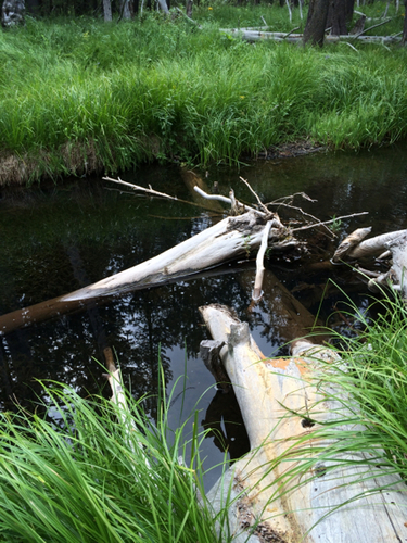 iNaturalist observation photo of American Beaver