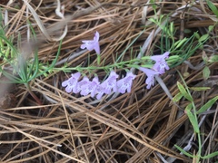 Hedeoma hyssopifolia
