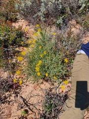 Osteospermum karrooicum