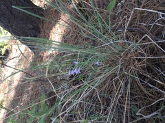 Hedeoma hyssopifolia