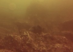 Pseudobalistes naufragium