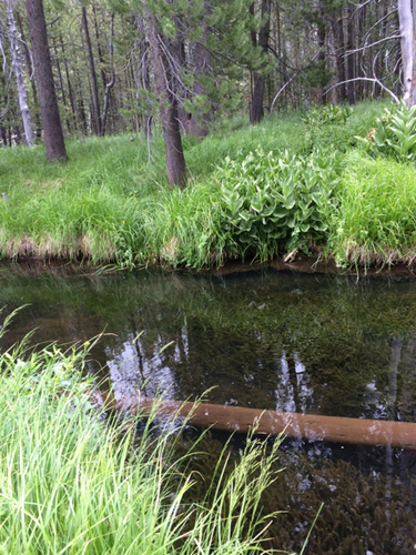 iNaturalist observation photo of American Beaver