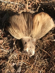 Russula dissimulans