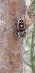 Phidippus cruentus