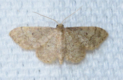 Idaea celtima
