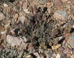 Castilleja cinerea