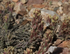 Castilleja cinerea