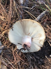 Russula ventricosipes