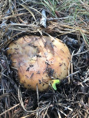 Russula ventricosipes