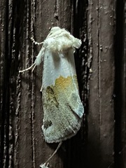 Plagiomimicus dimidiata