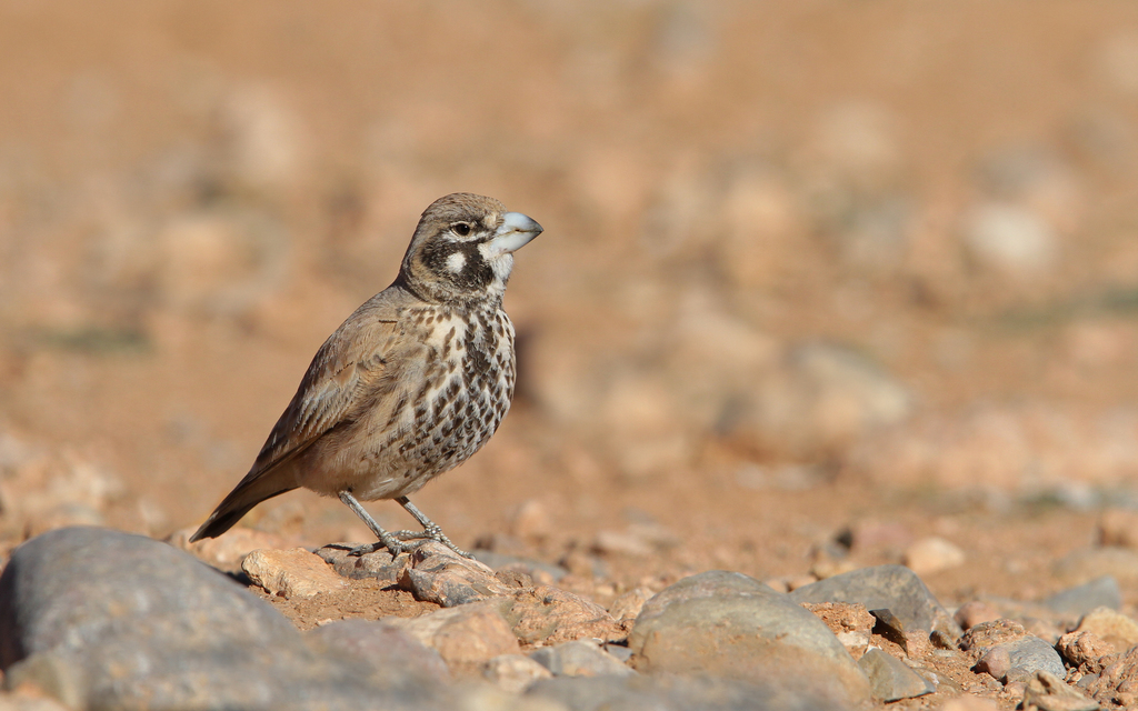 Thick-Billed Lark