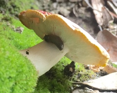 Pallifera pilsbryi