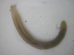 Leptosynapta albicans