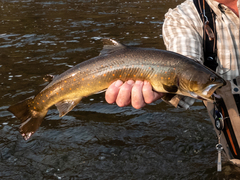 Salvelinus confluentus