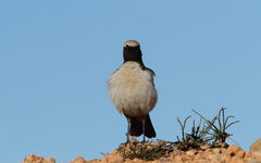 Oenanthe moesta