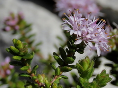 Agathosma ciliata
