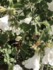 Polistes arizonensis