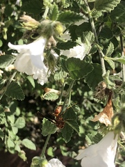 Polistes arizonensis