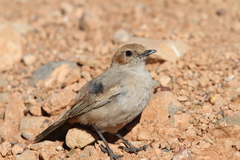 Oenanthe moesta