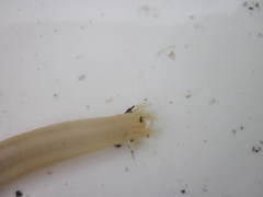 Leptosynapta albicans