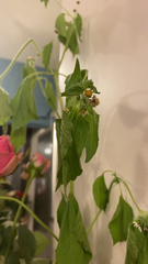 Galinsoga quadriradiata