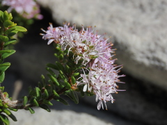 Agathosma ciliata