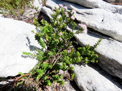 Agathosma ciliata