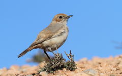 Oenanthe moesta