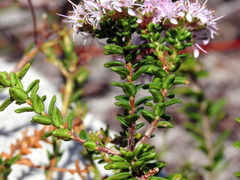 Agathosma ciliata