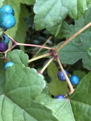 Ampelopsis glandulosa