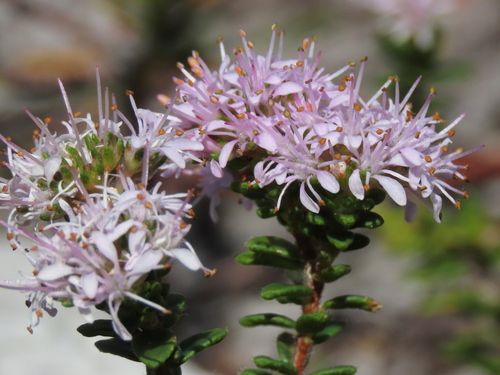 Agathosma ciliata