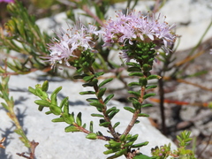 Agathosma ciliata