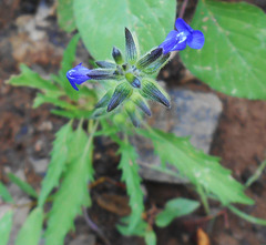 Salvia subincisa